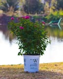 Double Play Doozie Spirea with bright pink flowers in a nursery container beside a pond