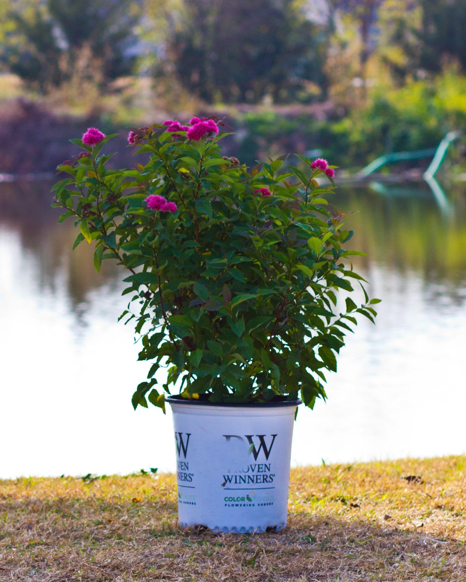 Double Play Doozie Spirea - view 4