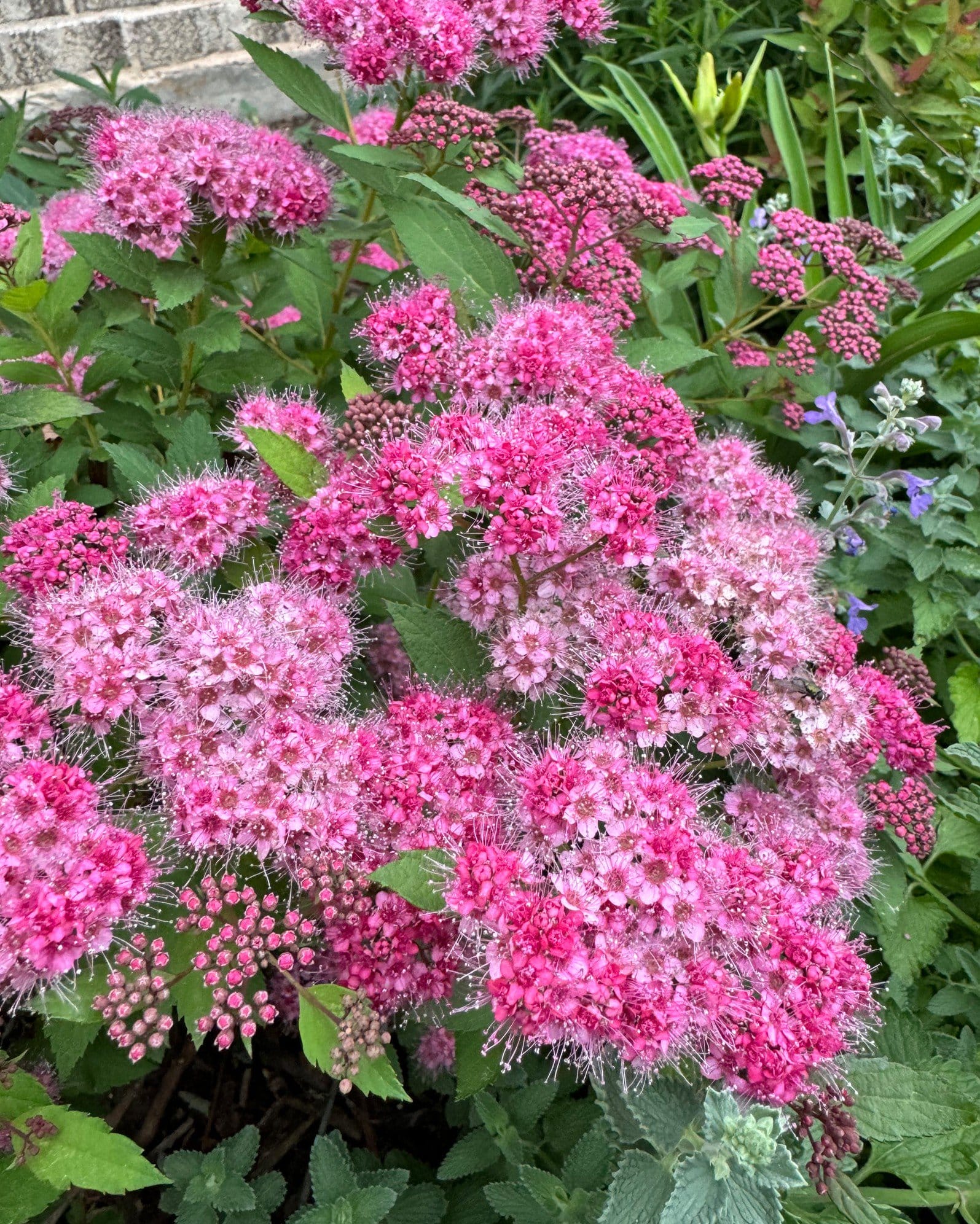 Double Play Pink Spirea covered in clusters of bright pink flowers and green foliage