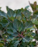 Dusky Maiden Smoketree with dark green leaves and reddish stems