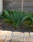 Dwarf Palmetto Palm with fan-shaped green fronds in a mulched landscape bed