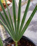 Dwarf Palmetto Palm with long green fan-shaped leaves in a nursery container