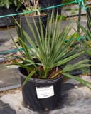 Dwarf Palmetto Palm with fan-shaped green fronds growing in a black nursery container