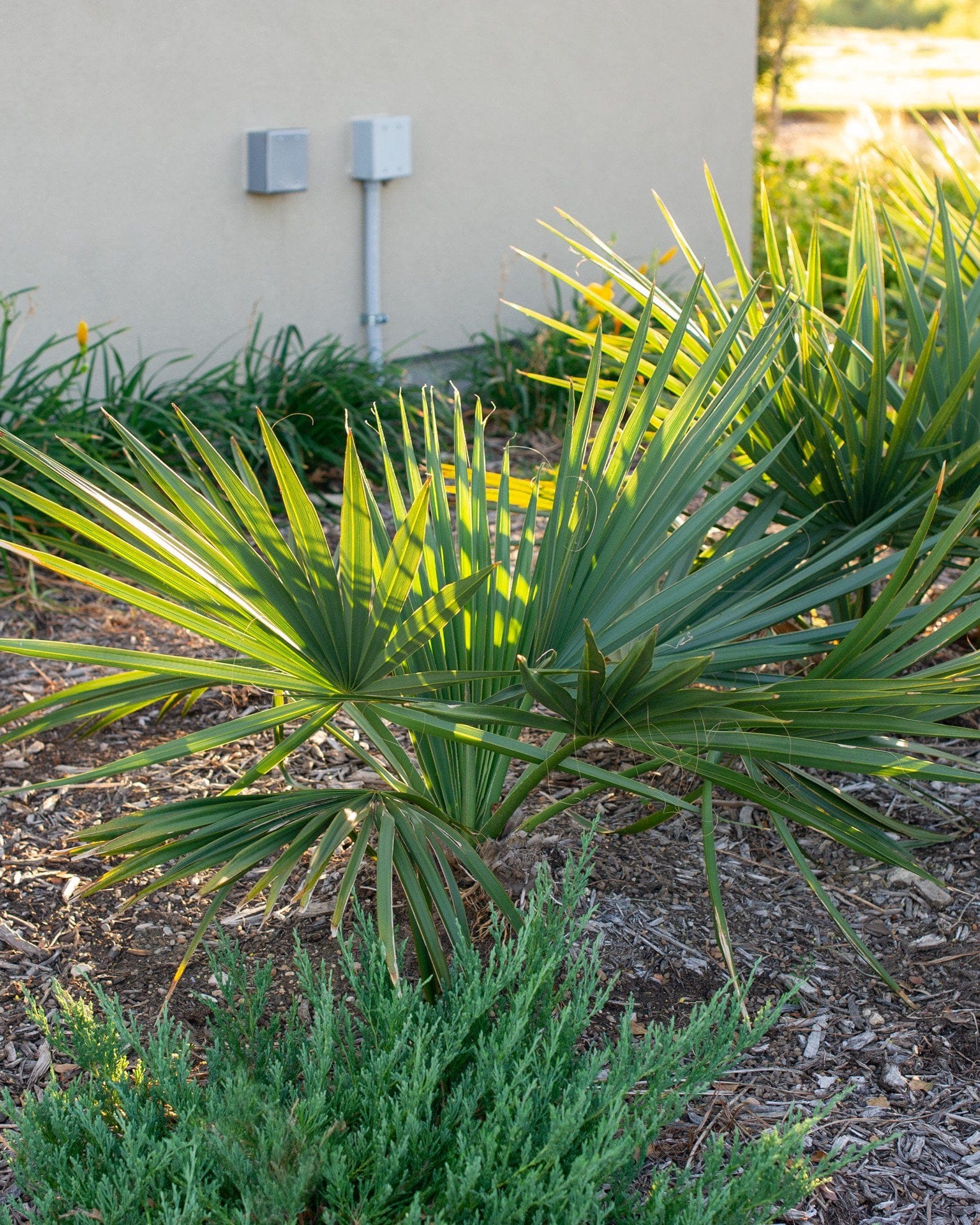 Dwarf Palmetto Palm with fan-shaped green fronds in a mulched landscape bed
