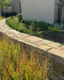 Dwarf Palmetto Palm with fan-shaped green fronds planted beside a stone garden wall