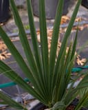 Dwarf Palmetto Palm with long upright green fronds in a nursery container