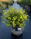 Dwarf Yaupon Holly Eureka Gold with bright yellow-green foliage in a nursery container