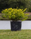 Dwarf Yaupon Holly Eureka Gold with bright golden foliage in a black nursery container