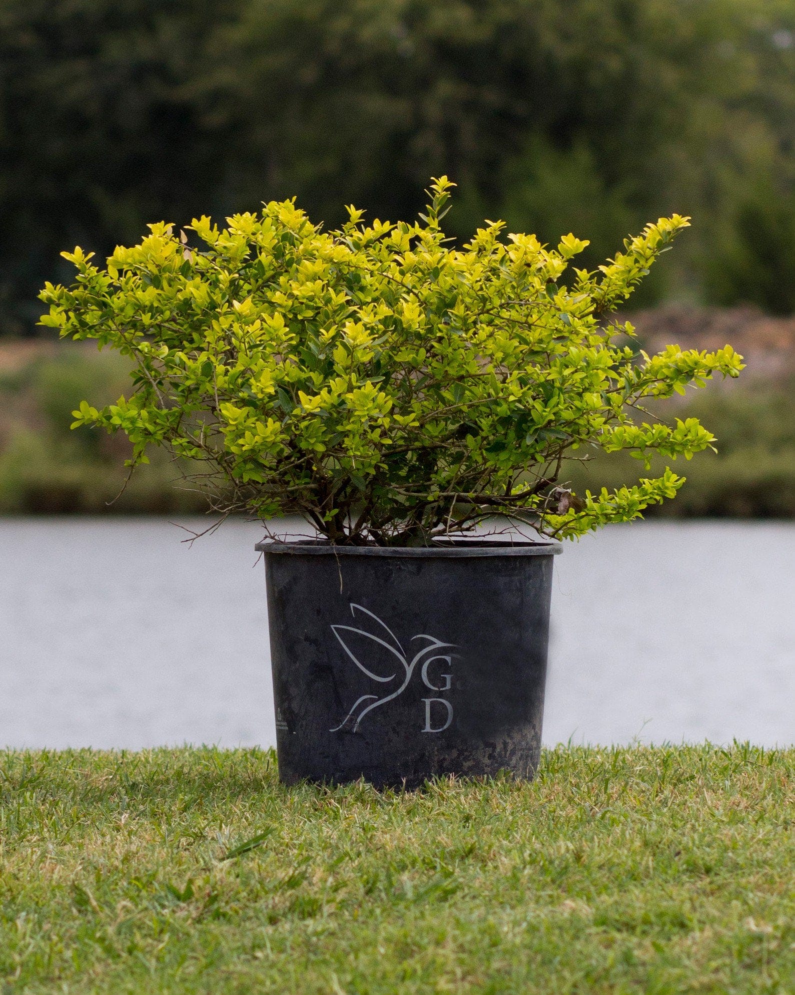 Dwarf Yaupon Holly Eureka Gold with bright golden foliage in a black nursery container