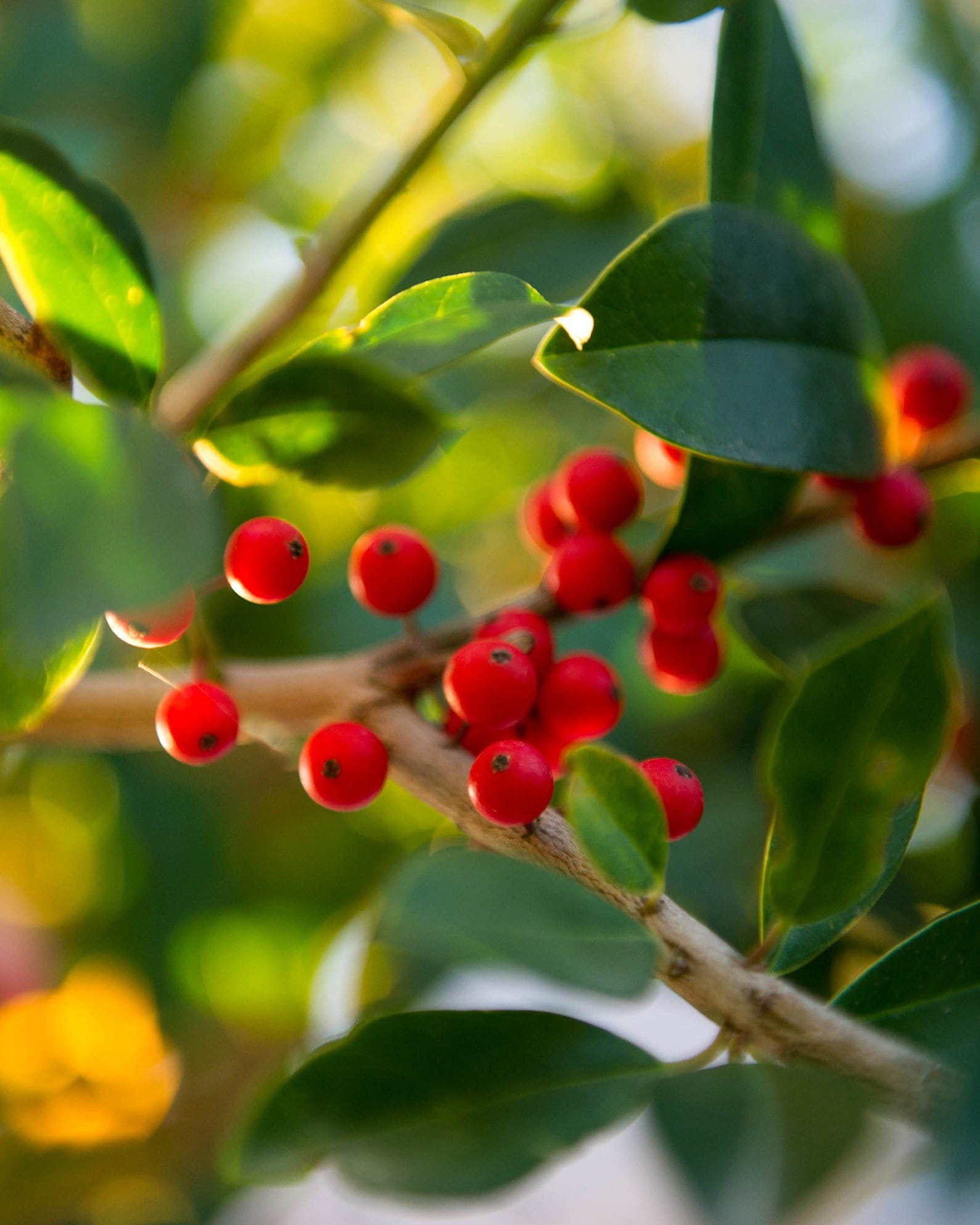 Eagleston Holly Tree Form - view 4