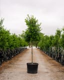 East Palatka Holly Tree Form in a container along a nursery aisle with rows of potted trees