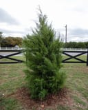 Eastern Red Cedar with dense green foliage planted beside a ranch fence