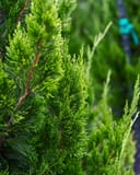 Eastern Red Cedar Idyllwild with dense bright green upright foliage in a nursery container