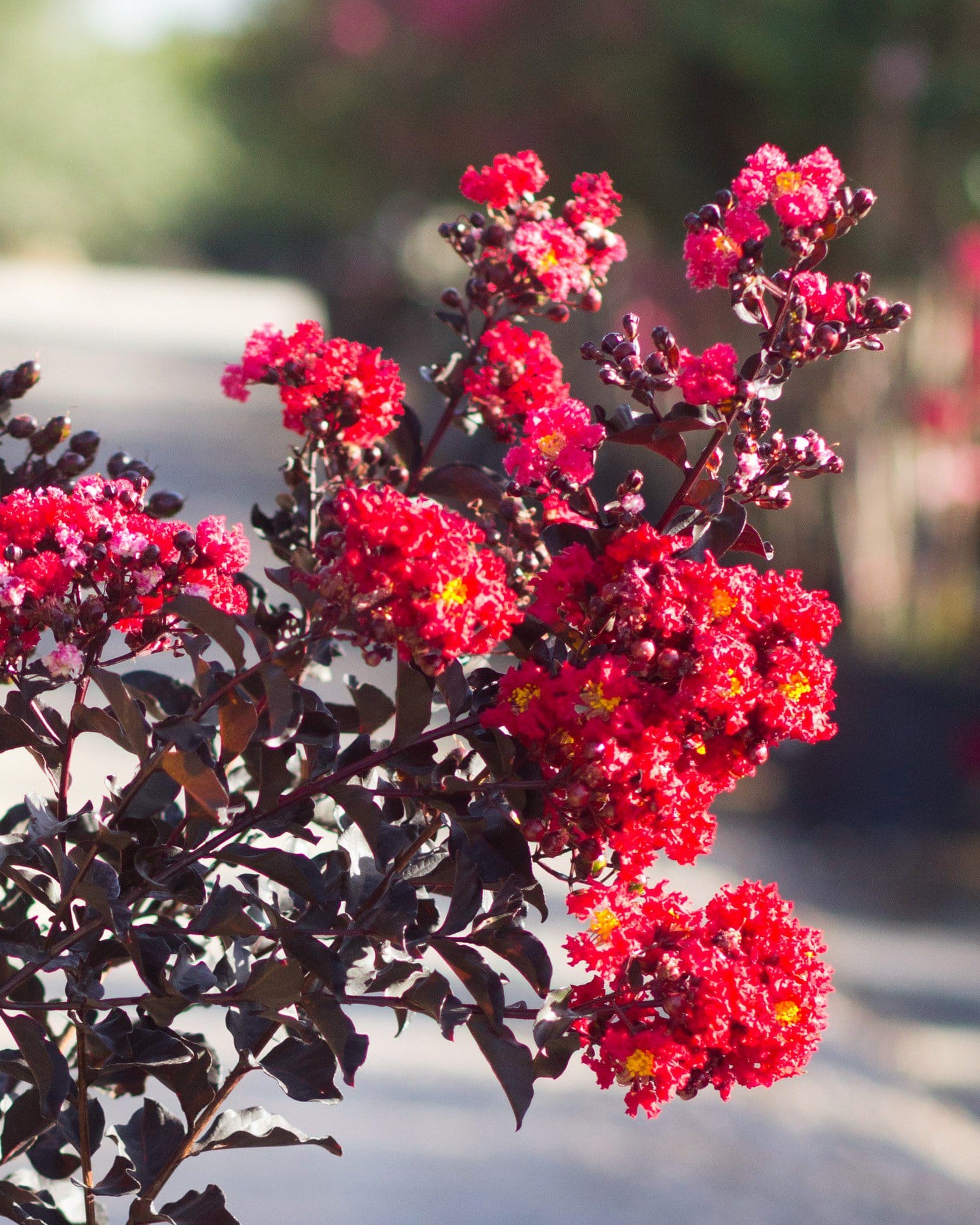 Ebony Embers Crape Myrtle