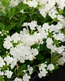 Empress Sun White Verbena with clusters of white flowers and green foliage in a container