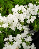 Empress Sun White Verbena with clusters of white flowers and green foliage