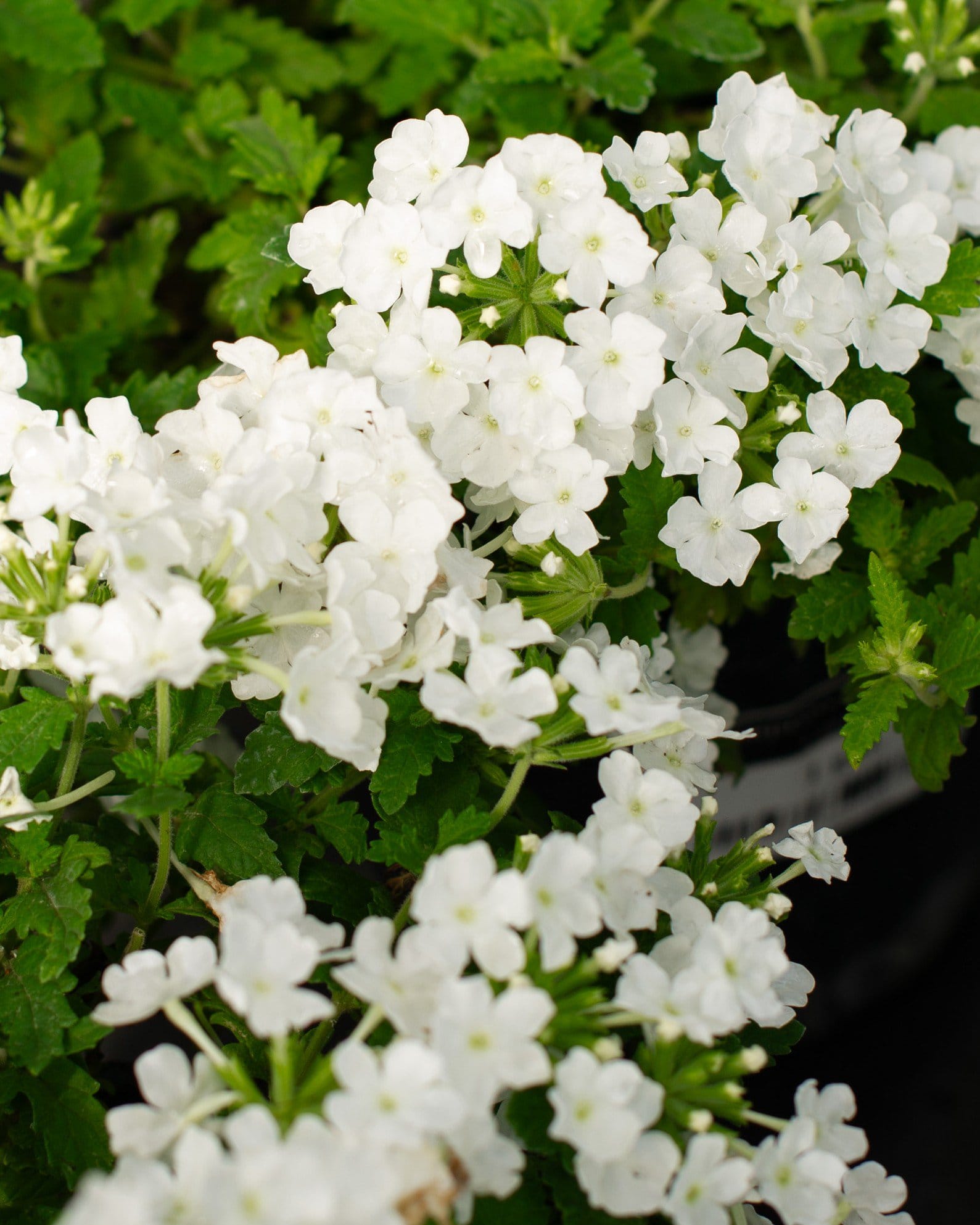 Empress Sun White Verbena with clusters of white flowers and green foliage