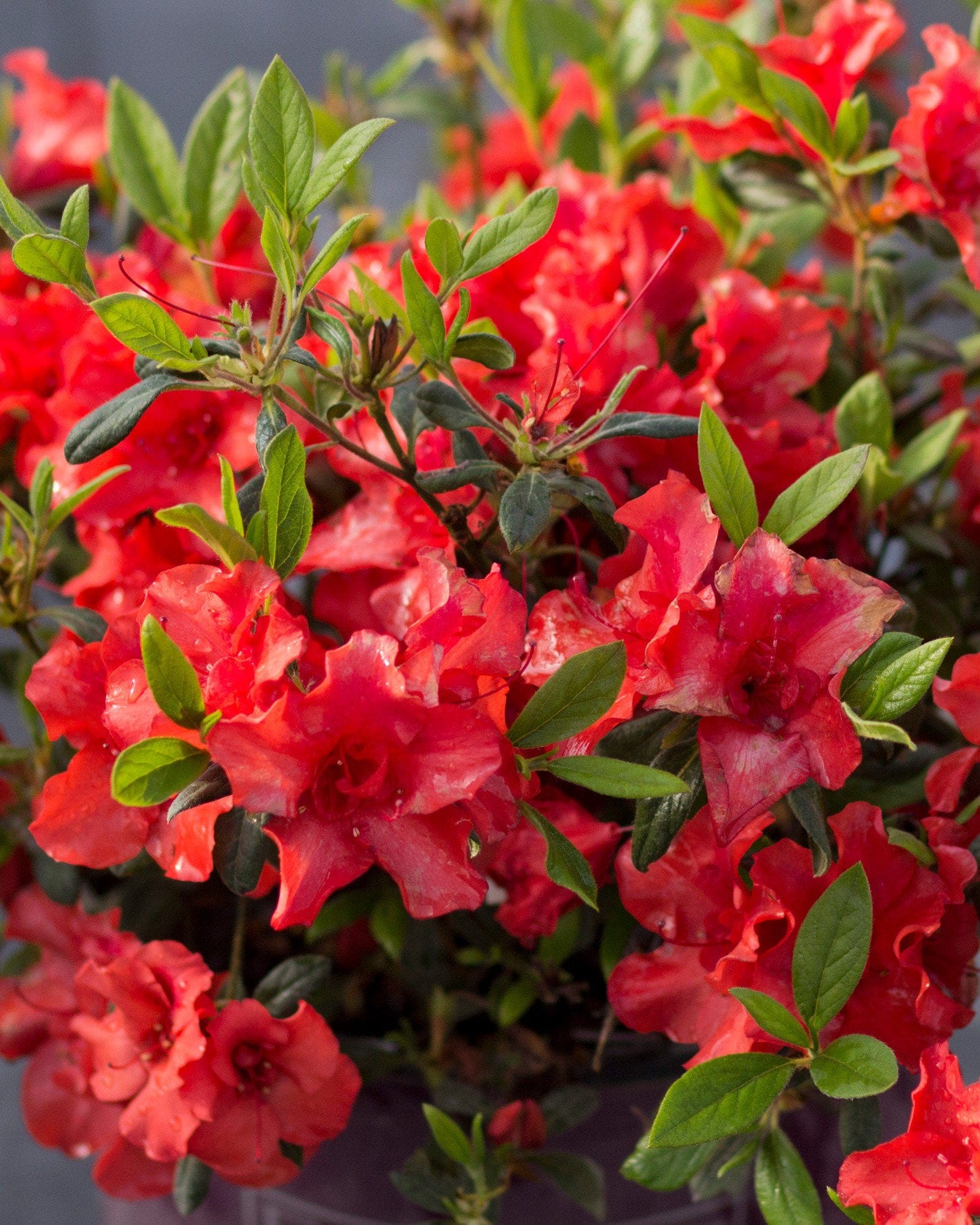 Encore Azalea Autumn Embers