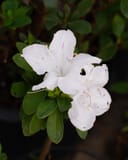 Encore Azalea Autumn Lily with white flowers and dark green leaves