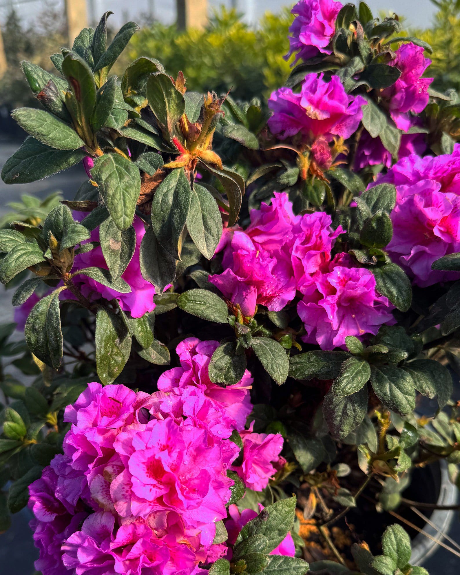 Encore Azalea Autumn Majesty