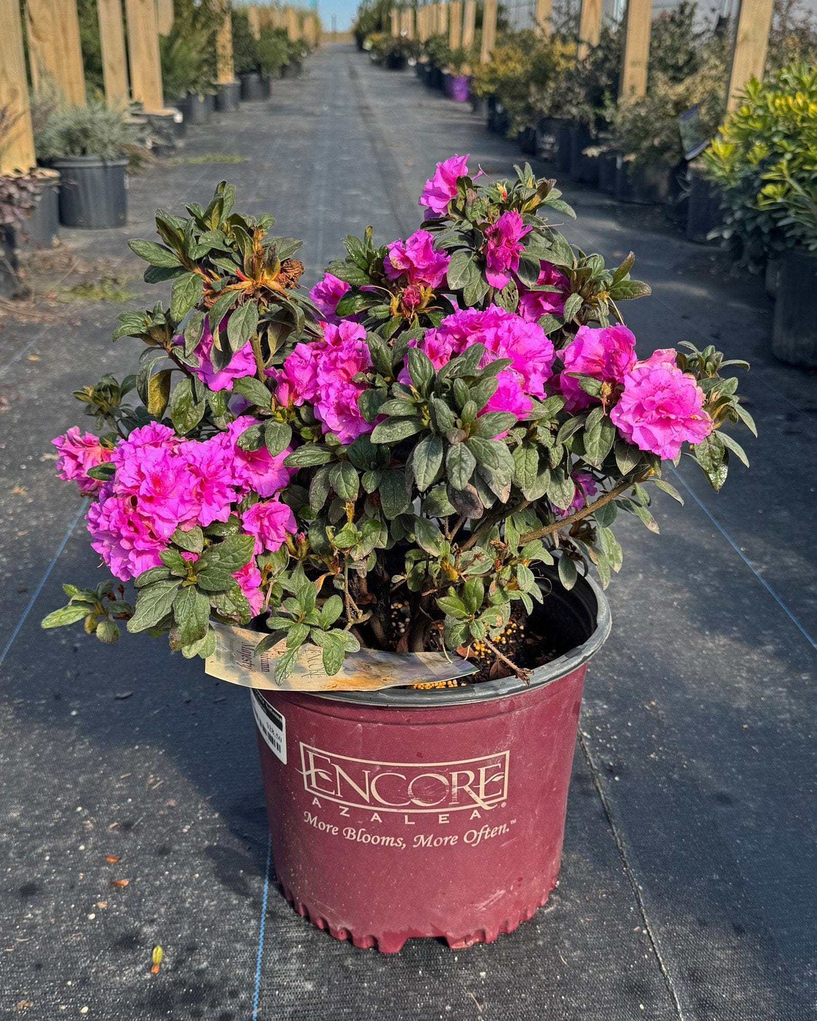 Encore Azalea Autumn Majesty - view 3