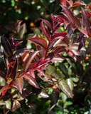 Enduring Lavender Crape Myrtle with burgundy-red foliage in bright sunlight