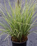 Everest EverColor Carex Sedge with slender green and white striped leaves in a black nursery container