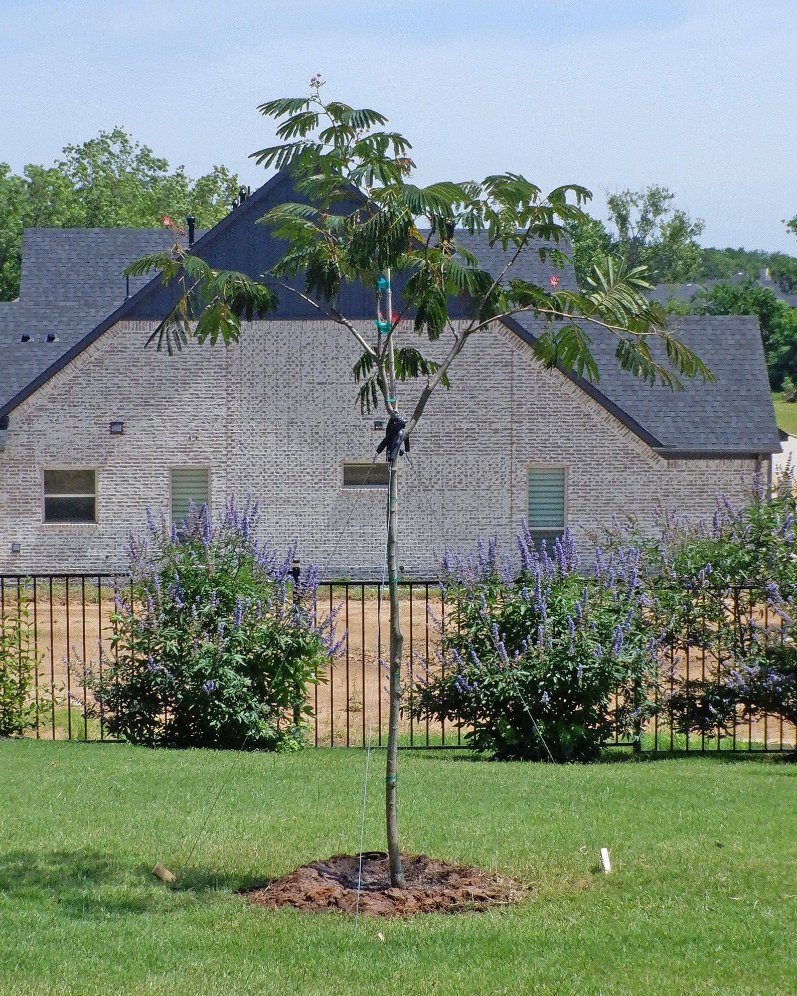 Evey's Pride Mimosa with airy green foliage planted in a mulched lawn near a home
