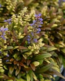 Feathered Friends Fancy Finch Ajuga with blue flower spikes and green and bronze foliage