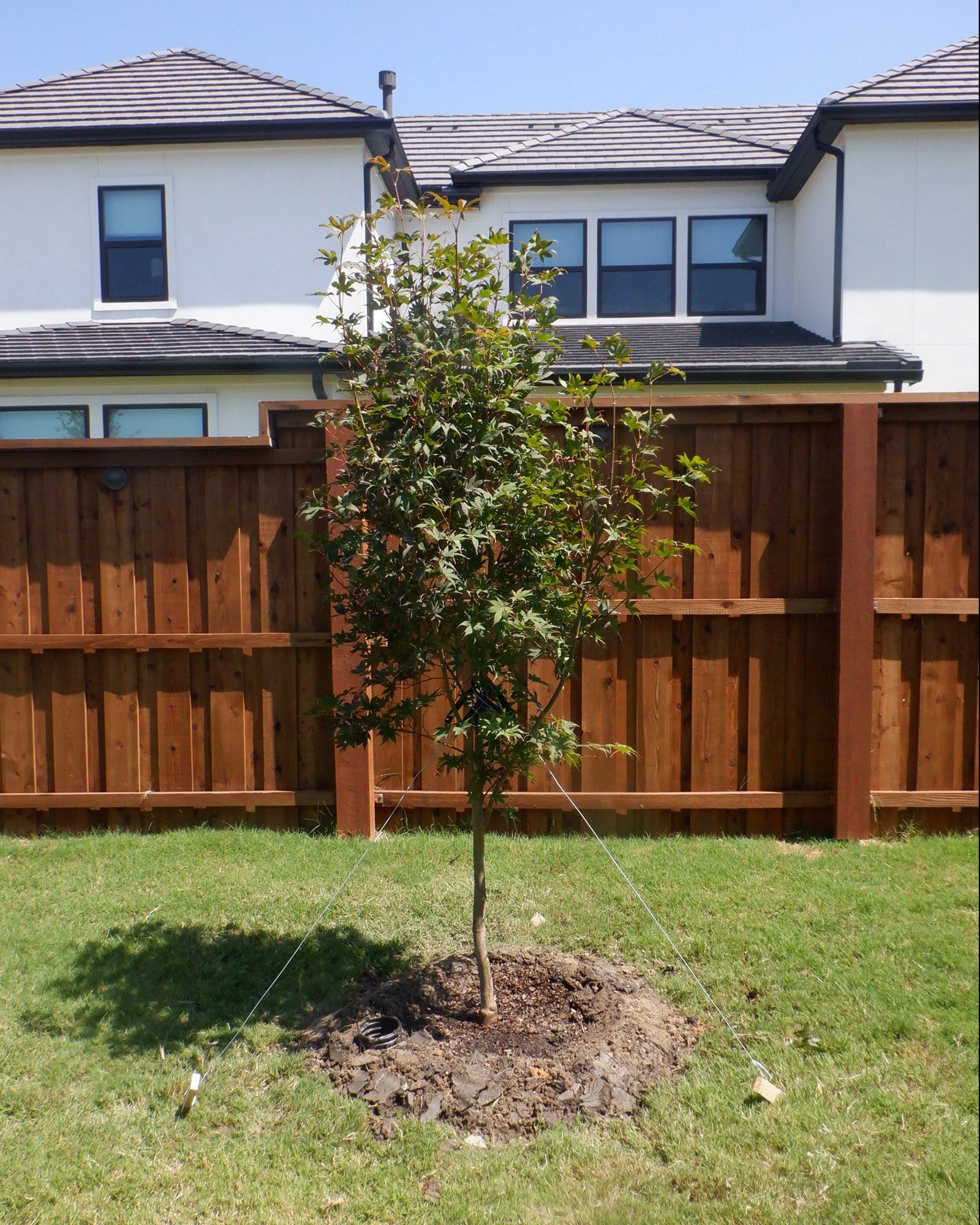 Fireglow Japanese Maple - view 2