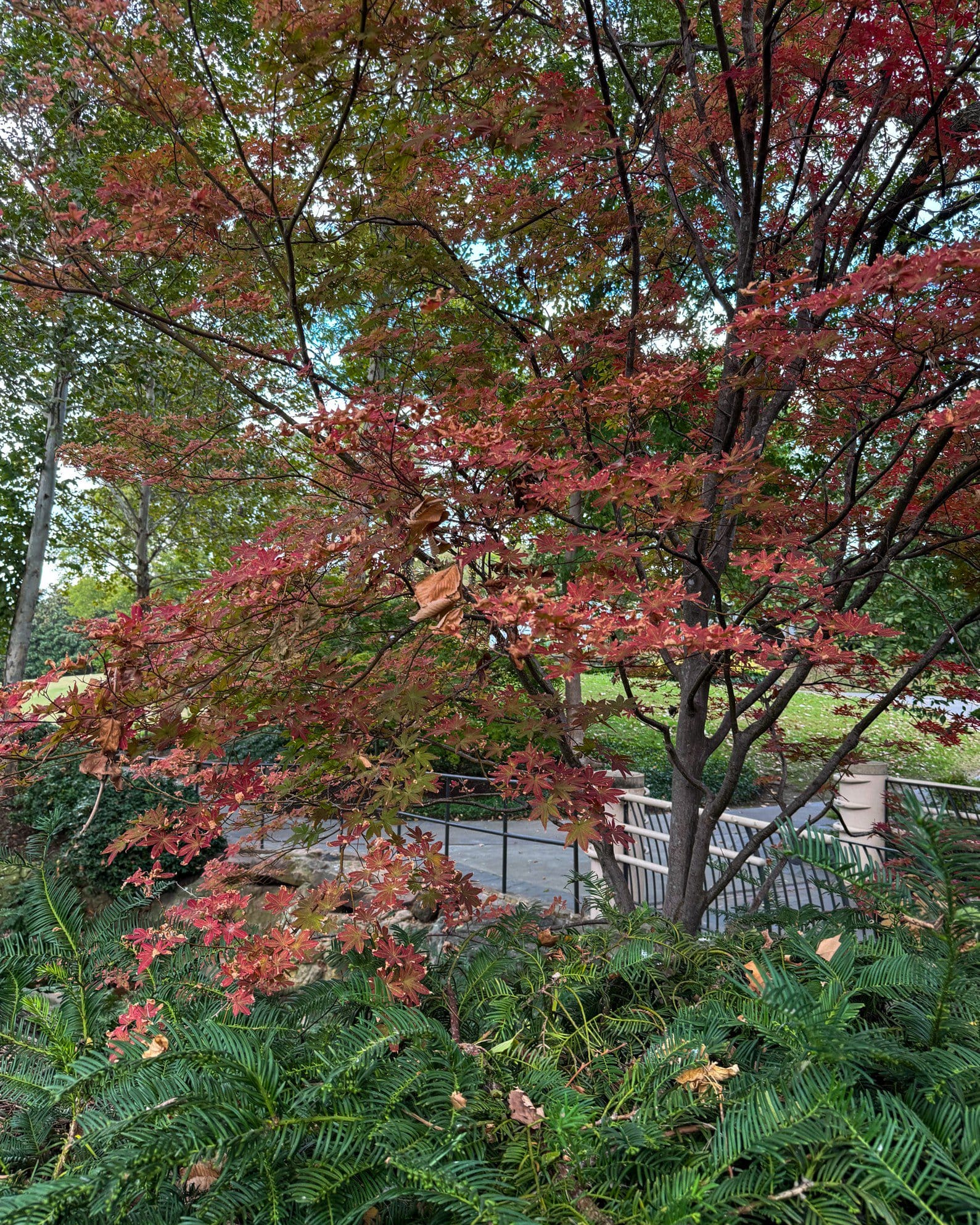 Fireglow Japanese Maple - view 5