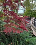 Fireglow Japanese Maple with deep red, finely divided foliage beside a garden bridge