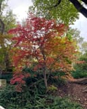 Fireglow Japanese Maple with red and orange foliage in a landscaped garden