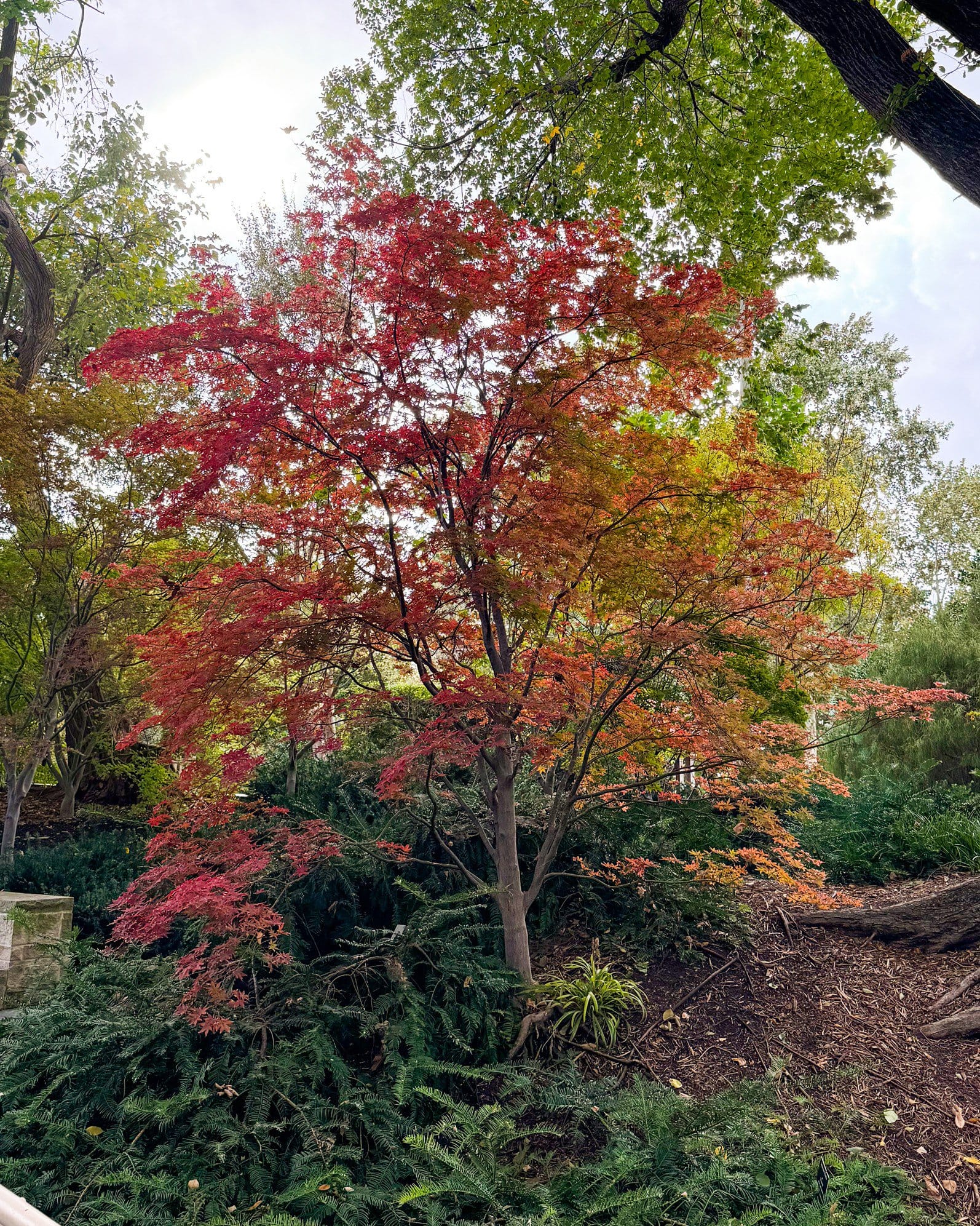 Fireglow Japanese Maple - view 3