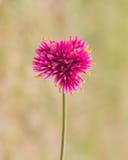 Fireworks Gomphrena with a bright magenta spherical flower and yellow-tipped petals on a slender stem