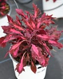 FlameThrower Adobe Pink Coleus with vivid pink and burgundy foliage in a white nursery container