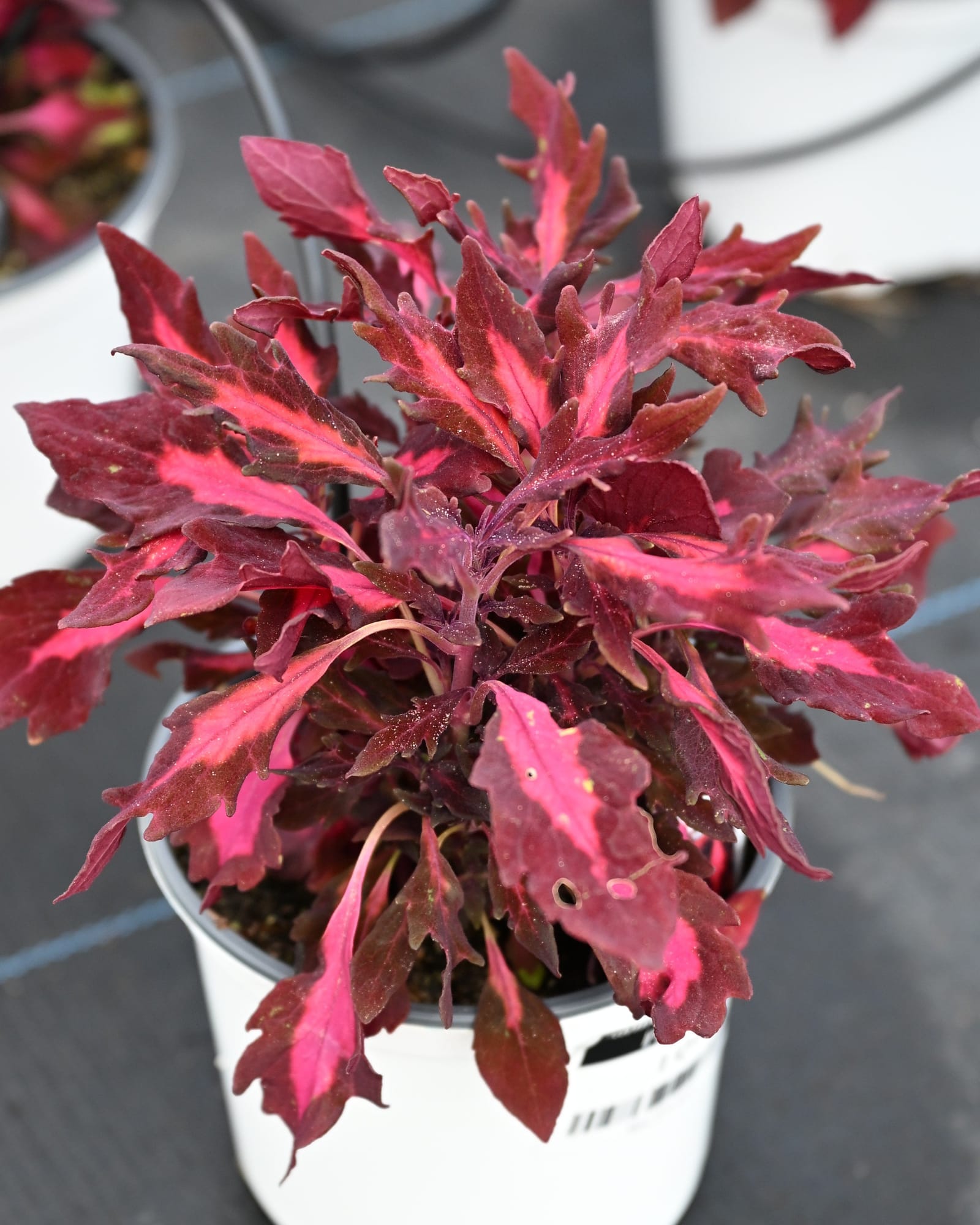 FlameThrower Adobe Pink Coleus with vivid pink and burgundy foliage in a white nursery container