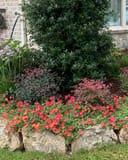Flirt Nandina with pink new foliage surrounded by red flowers in a residential landscape