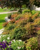 Flirt Nandina with red and green foliage planted in a landscaped garden bed