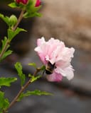 French Cabaret Blush Althea with pale pink ruffled blooms and green leaves