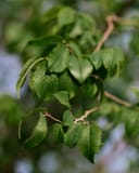 Frontier Elm branch with serrated green leaves against a softly blurred background