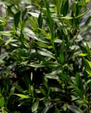 Frost Proof Gardenia with dense glossy green foliage and narrow leaves