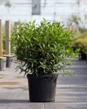 Frost Proof Gardenia with dense glossy green foliage in a black nursery container