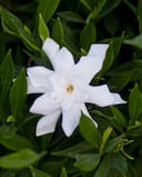 Frost Proof Gardenia with a large white flower surrounded by glossy green leaves