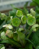 Frostkiss Moondance Helleborus with green and white flowers and broad foliage