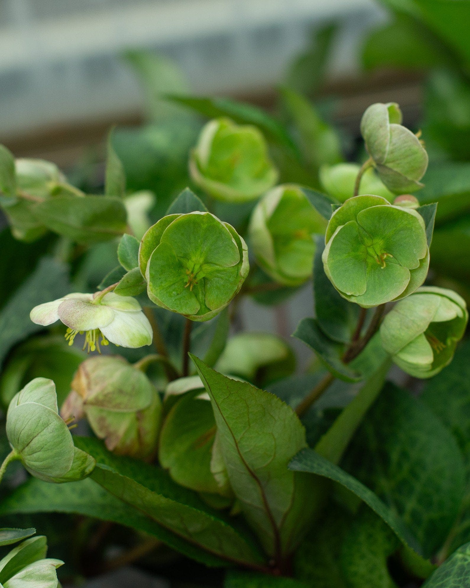Frostkiss Moondance Helleborus with green and white flowers and broad foliage