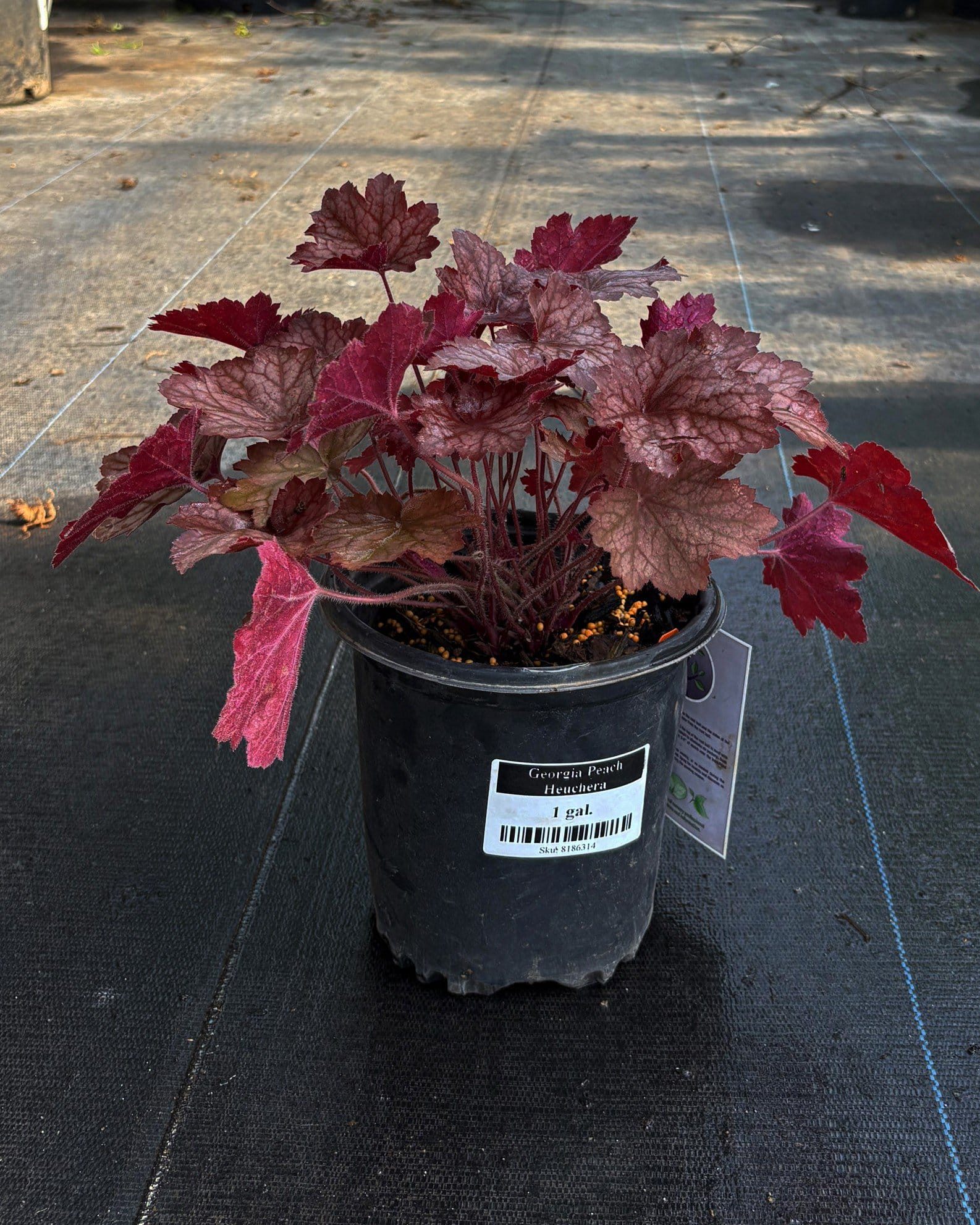 Georgia Peach Heuchera with burgundy and pink foliage in a nursery container
