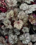 Glitter Heuchera with silvery leaves, dark veins and reddish stems in a nursery container