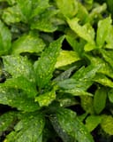 Gold Dust Aucuba with glossy green leaves covered in distinctive yellow speckles
