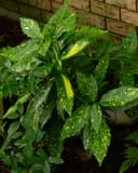 Gold Dust Aucuba with glossy green leaves covered in yellow speckles beside a brick wall